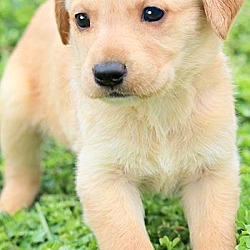 Thumbnail photo of ELLIE(ADORABLE YELLOW LAB PUP! #3