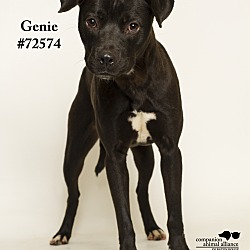 Thumbnail photo of Genie  (Foster Care) #2