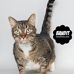 Thumbnail photo of Bandit (@Petsmart Woodhaven) #2