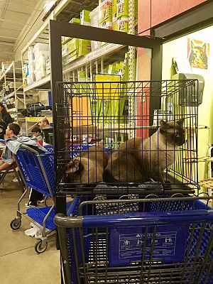 Fort Myers Fl Siamese Meet Sammy A Pet For Adoption