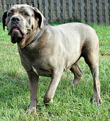 Norwood Ga Cane Corso Meet Muffy A Pet For Adoption