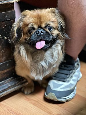 Phoenix AZ Tibetan Spaniel Pekingese mix . Meet Pikachu a Pet