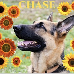 Thumbnail photo of Chase #4