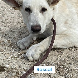 Photo of Rascal coming soon