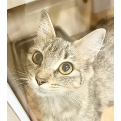 Thumbnail photo of Reba (Pounce Cat Cafe) #1