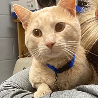 adopt a pet