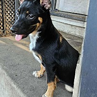 adopt a pet