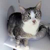adopt-pet