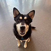 adopt a pet