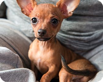 pinscher chihuahua mix for sale