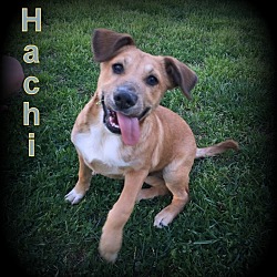 Thumbnail photo of Hachi #1