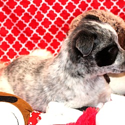 Thumbnail photo of Snuggles~adopted! #3