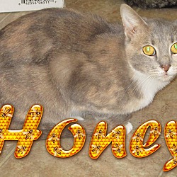 Thumbnail photo of Honey #1