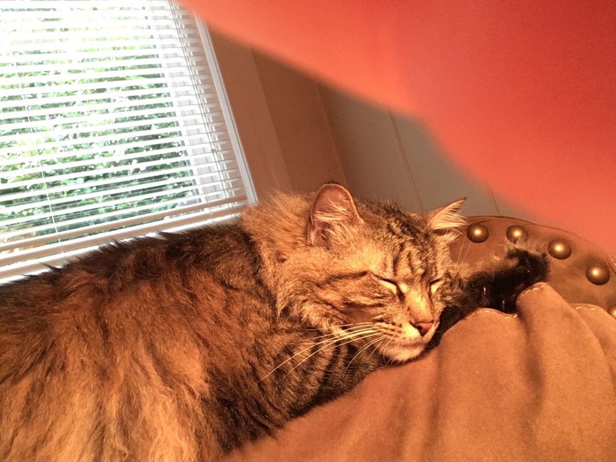 Adopt Caleb A Tan Or Fawn Tabby Maine Coon / Mixed (medium ...