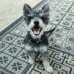 Photo of Scotty