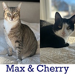 Thumbnail photo of Cherry (and Max) #1