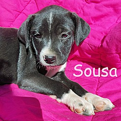 Thumbnail photo of Spot & Sousa #2