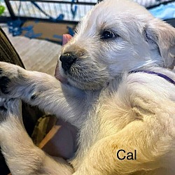 Thumbnail photo of Cal #1