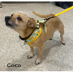 Thumbnail photo of Coco #11 #3