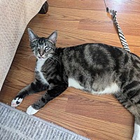 adopt a pet