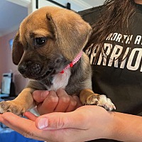 adopt a pet