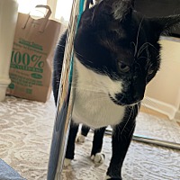 adopt a pet