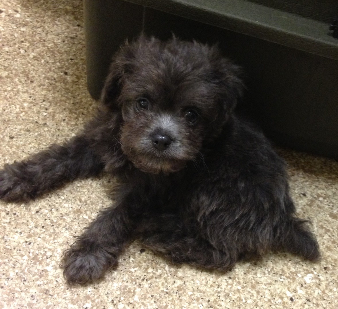brussels griffon and poodle mix