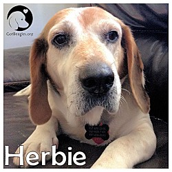 Thumbnail photo of Herbie #1