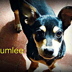 Thumbnail photo of Chumlee #1