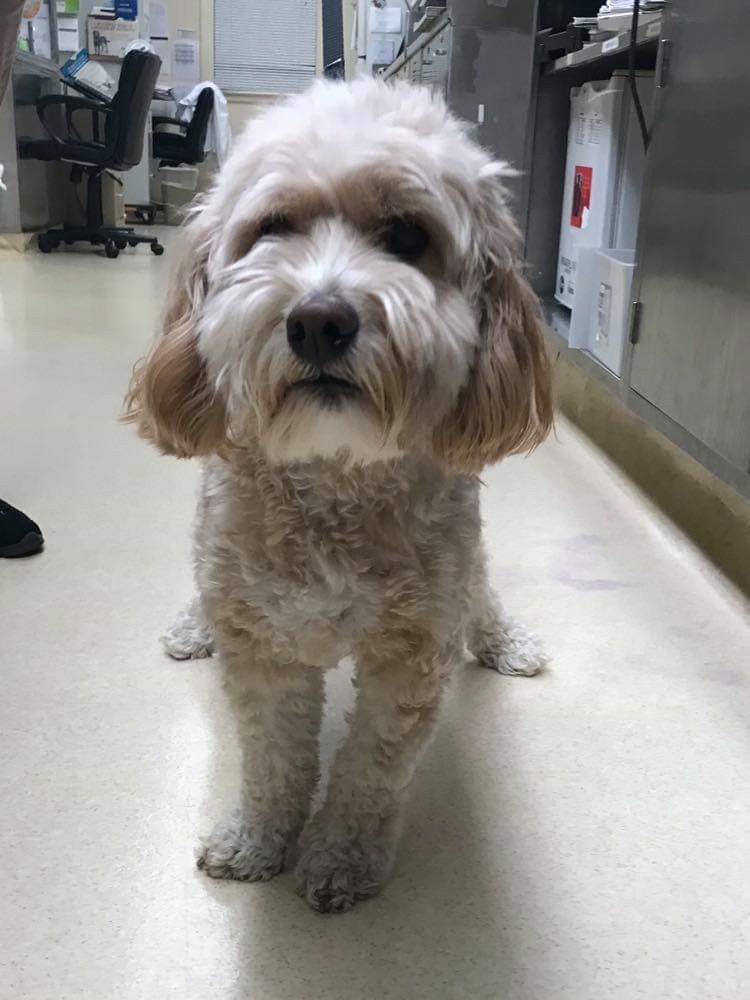 Va Beach Va Cockapoo Meet Peanut Butter A Pet For Adoption