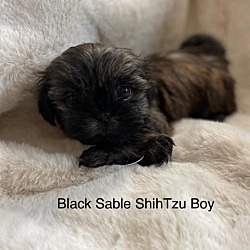 Photo of Black Sable Shih Tzu Boy