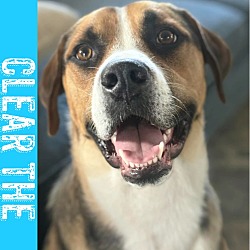Photo of Eddie - Clear the Shelter Promo