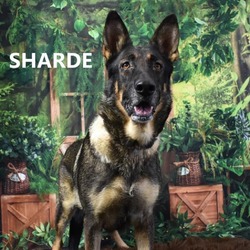 Thumbnail photo of Sharde #1