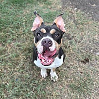adopt a pet