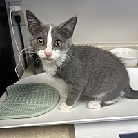 adopt a pet