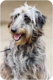 hound and poodle mix