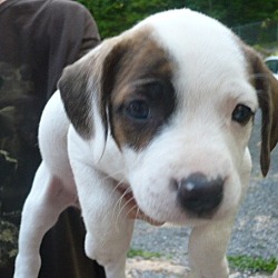 Thumbnail photo of Beagle Mix puppies (female) #1