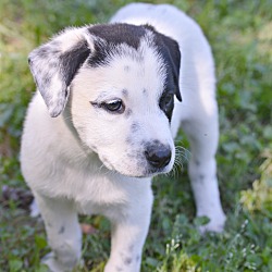 Thumbnail photo of Bella Pup~adopted! #2