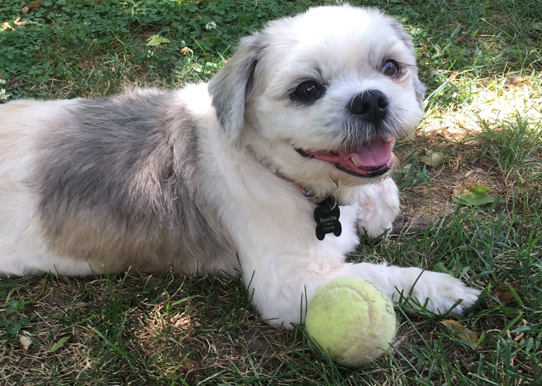 Springfield Mo Shih Tzu Meet Quigley A Pet For Adoption