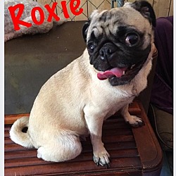 Thumbnail photo of Roxie #3