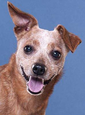 Chicago, IL - Chihuahua. Meet Pepper a Pet for Adoption.