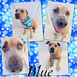 Thumbnail photo of Blue - Pawsitive Direction #3