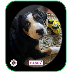 Thumbnail photo of Candy - ADOPTION PENDING #3