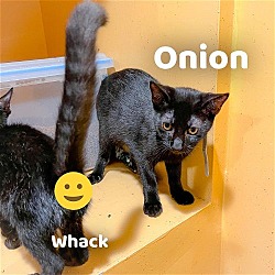 Thumbnail photo of Onion #4