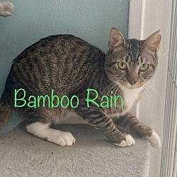 Photo of Bamboo Rain