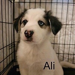 Thumbnail photo of Ali #1