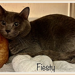 Thumbnail photo of FIESTY (see also Pumpkin) #3