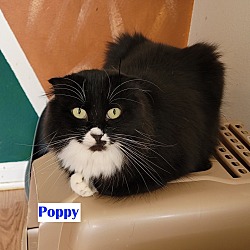 Photo of POPPY