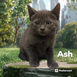 Photo of ASH