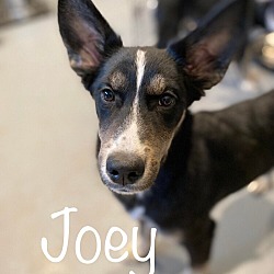 Photo of Joey  *READ ENTIRE DESCRIPTION*